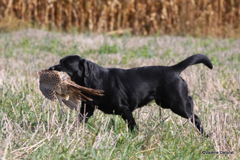 Field Erstein 09 (50).JPG